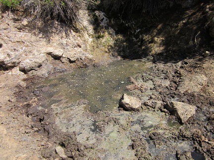 Well, here it is, Summit Spring, Mojave National Preserve, a disgusting concentrate of cow shit and water