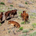 As I hike over another hump on the Providence Mountains ridge line, I arrive at a herd of resting cows