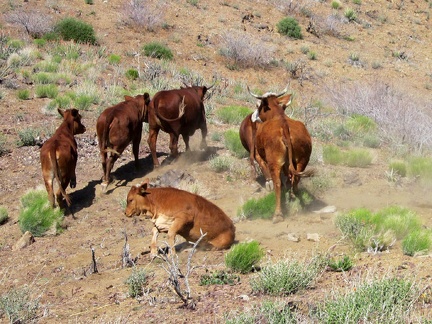 As I hike over another hump on the Providence Mountains ridge line, I arrive at a herd of resting cows