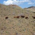 The cows saunter along the Providence Mountains hillside, toward where?