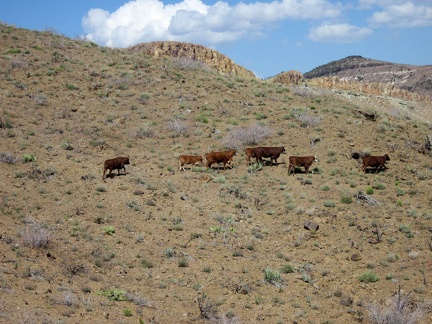 The cows saunter along the Providence Mountains hillside, toward where?
