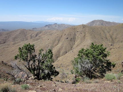 These two juniper trees on the Providence Mountains ridge survived the 2005 brush fires, just barely