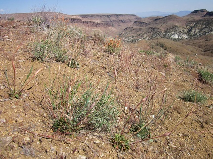 A few Desert trumpets (Eriogonum inflatum) grow on this part of the Providence Mountains ridge overlooking Beecher Canyon