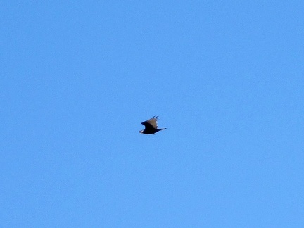 A turkey vulture, one of my favorite birds, flies overhead, reminding me that I'm alive