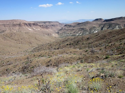 As I climb a bit higher above Beecher Canyon, I pass through a field of Desert marigolds