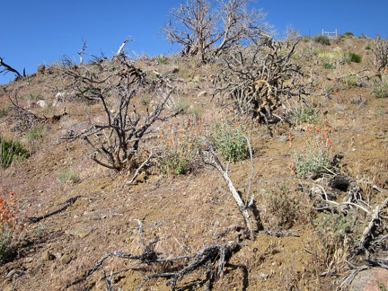 Atop the steep hill I'm climbing is a piece of old range fence that I passed earlier today