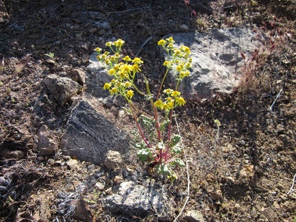 On the descent to Bluejay Mine, I run into a patch of Groundsel flowers