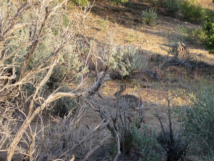 A rabbit darts across Wild Horse Canyon Road and then stands still near the brush