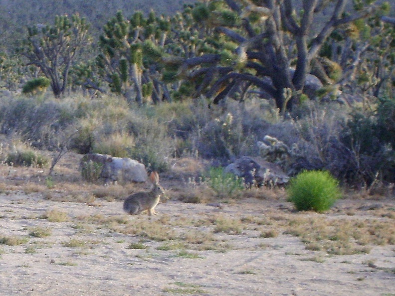 From my tent on Cima Dome, I watch a jackrabbit hop around a lot, digging small holes along the way