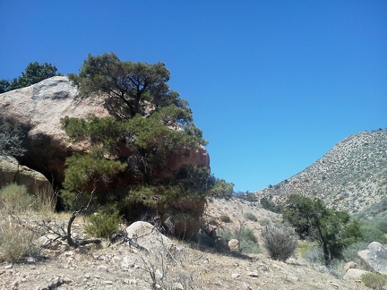 Shade! A big boulder with a few pinon pines around it in the canyon between Twin Buttes and Table Mountain