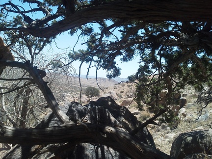 I take five minutes under the pinon pine and behind the rock, might be the last shade I get for a while!