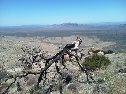 One of several burned trees on the flank of Table Mountain looks toward Hackberry Mountain