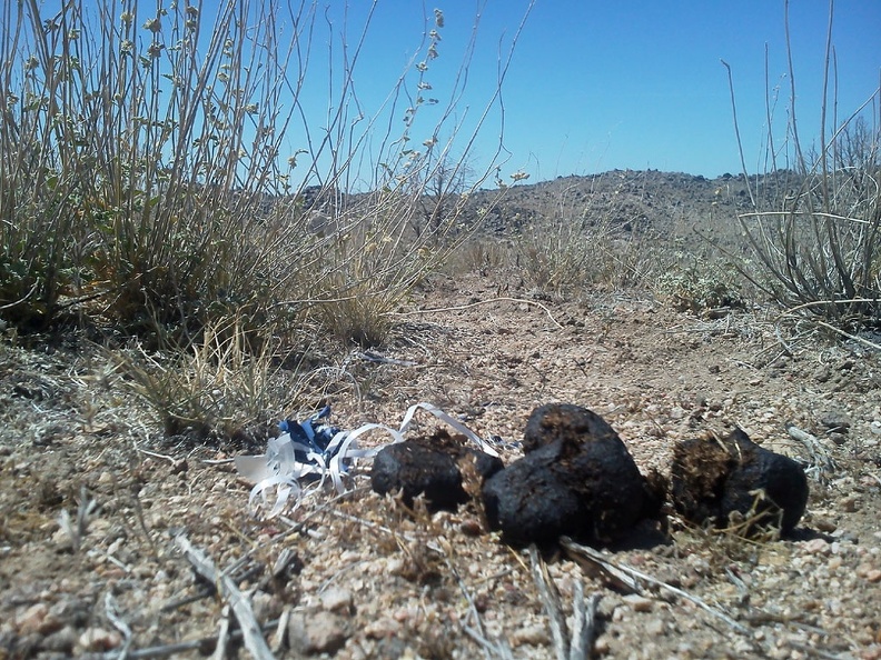 I come across shit and a lost deflated balloon on the plateau area northeast of Table Mountain; weird combination