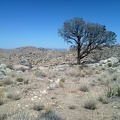 This scorched pinon pine survived the 2005 brush fires here