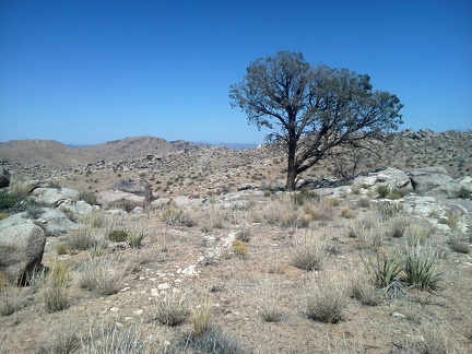 This scorched pinon pine survived the 2005 brush fires here