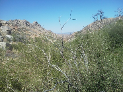 I walk down into a brushy area that is the headwaters of Upper Black Diamond Spring Valley