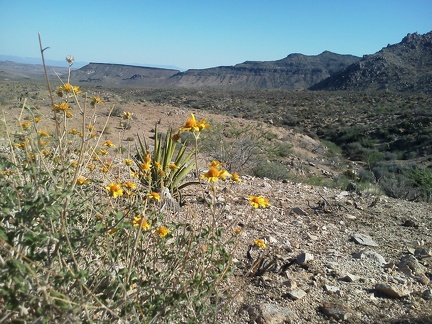 A few Brittlebrush flowers add a rare bit of colour to this hot-weather hike