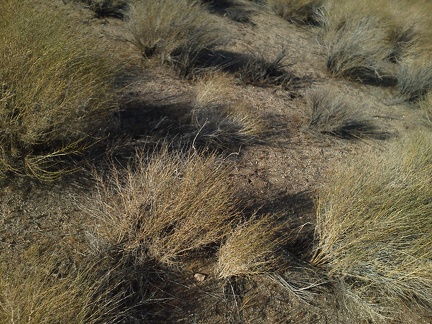 It has been quite windy all day, and still is, as these windblown shrubs show