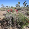 As we start up the Teutonia Peak Trail, we're greeted by some Indian paintbrush