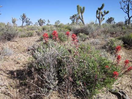 As we start up the Teutonia Peak Trail, we're greeted by some Indian paintbrush