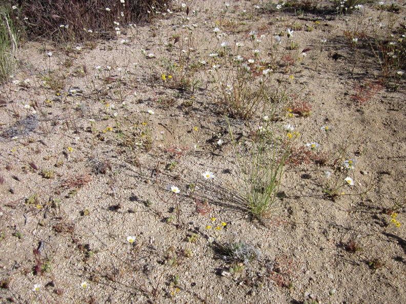Some of the open areas between joshua trees are lightly carpeted with tiny white and yellow flowers