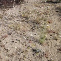 Some of the open areas between joshua trees are lightly carpeted with tiny white and yellow flowers