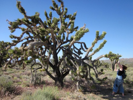 Heather stops to check out a joshua tree on Teutonia Peak Trail