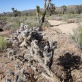 A soft, furry cactus (one of many) invites passers-by along the Teutonia Peak Trail