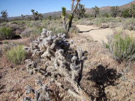 A soft, furry cactus (one of many) invites passers-by along the Teutonia Peak Trail