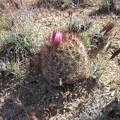 I spot another "pineapple cactus" near Teutonia Peak Trail