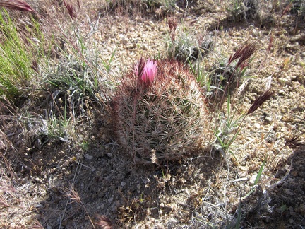 I spot another "pineapple cactus" near Teutonia Peak Trail