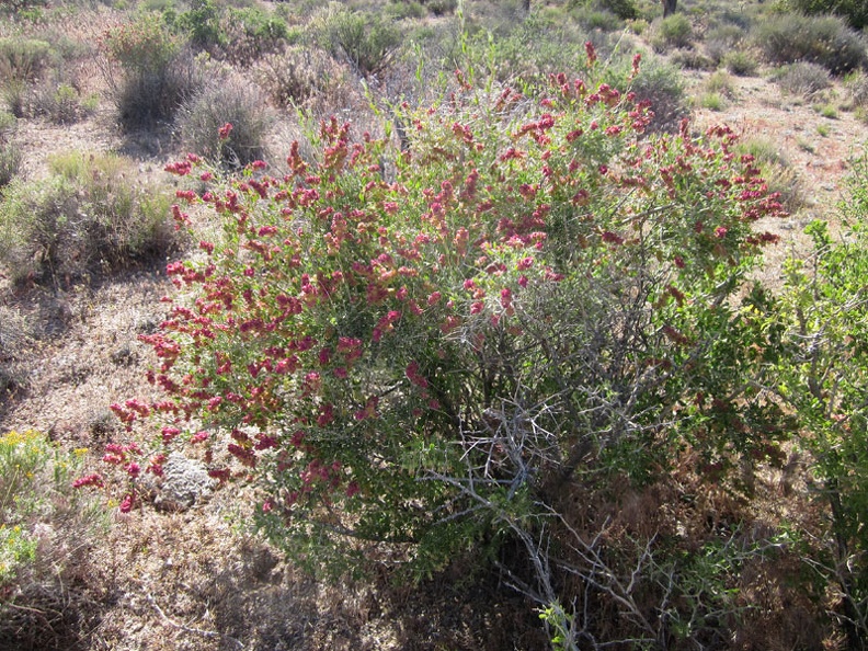 Here's a colorful Hopsage (Grayia spinosa) along Teutonia Peak Trail