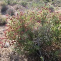 Here's a colorful Hopsage (Grayia spinosa) along Teutonia Peak Trail