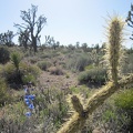 A blue delphinium adds a spike of colour in the joshua-tree forest