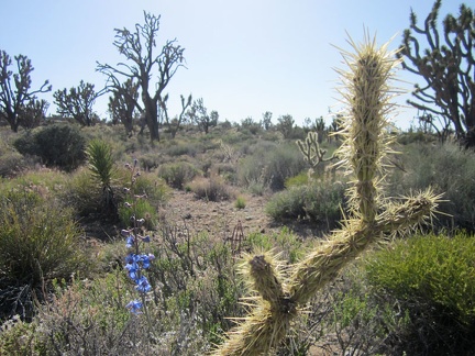 A blue delphinium adds a spike of colour in the joshua-tree forest