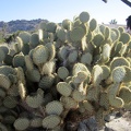 Sarah and Heather check out a really huge "pancake cactus"
