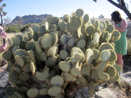 Sarah and Heather check out a really huge "pancake cactus"