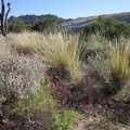 The Mojave Desert is most known for its spiny and tough plants, but graceful bunch grasses are also to be found