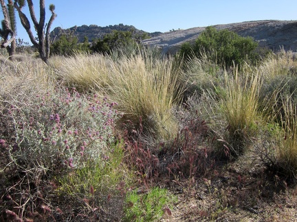 The Mojave Desert is most known for its spiny and tough plants, but graceful bunch grasses are also to be found