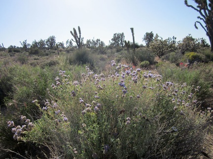 I've been seeing desert sages along this trail (Salvia dorrii) and this is one of the better ones