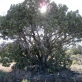 An elderly juniper tree picks up the late afternoon sun along Teutonia Peak Trail