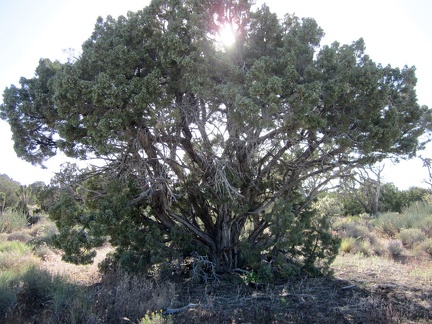 An elderly juniper tree picks up the late afternoon sun along Teutonia Peak Trail