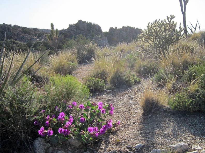 We start seeing the occasional Desert four o'clock bush with its intense magenta flowers