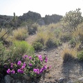 We start seeing the occasional Desert four o'clock bush with its intense magenta flowers