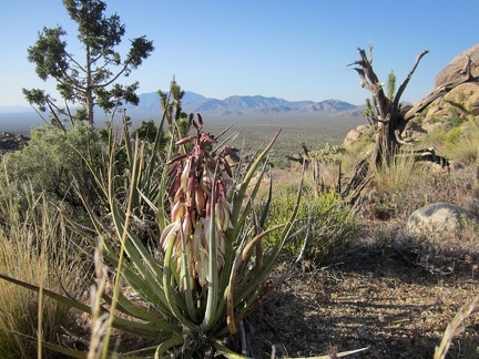A Banana yucca sends out a fresh bouquet on the way up Teutonia Peak Trail