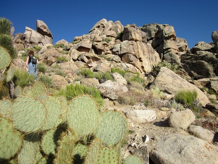 Heather climbs up the top of the Teutonia Peak Trail past another patch of "pancake cactus"