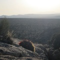 This Claret-cup cactus is comfortable growing on a rock overlooking the Cima Dome expanse