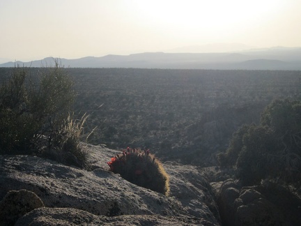 This Claret-cup cactus is comfortable growing on a rock overlooking the Cima Dome expanse