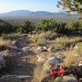 We pass another blooming Claret-cup cactus along Teutonia Peak Trail as we descend