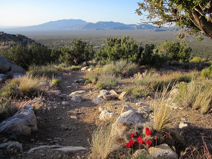 We pass another blooming Claret-cup cactus along Teutonia Peak Trail as we descend